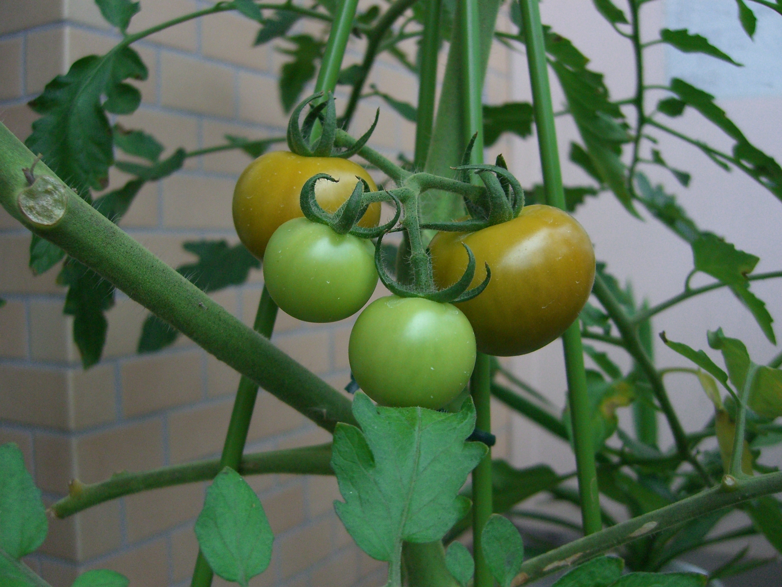 トマト成長過程6 頭の片隅