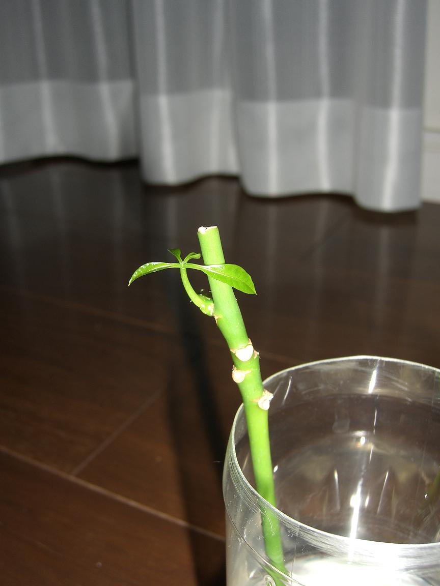 挿し木パキラ 頭の片隅