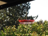 Hummingbird