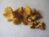 Chanterelle