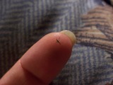 small fly