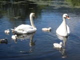 Swan family