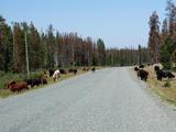 Cows on hwy