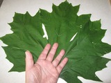 Big Maple leaf