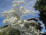 Dogwood flowers