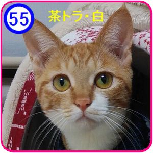 55チラシ