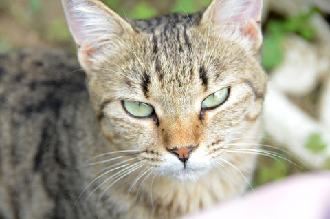 CAT_l