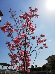 IMG_20200323_125125