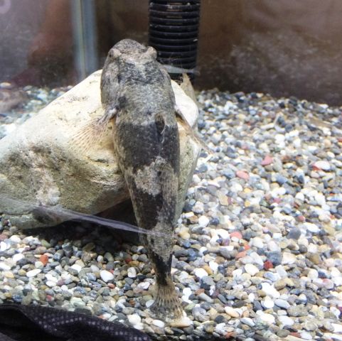ドンコの飼育 ０３９ カワヨシノボリとエビを投入 翁日記 ヤマメ シュリンプ
