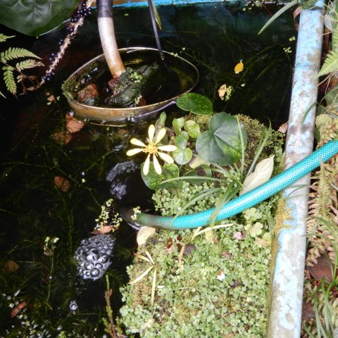 メダカの池の点検 歴史を紐解いた 翁日記 ヤマメ シュリンプ