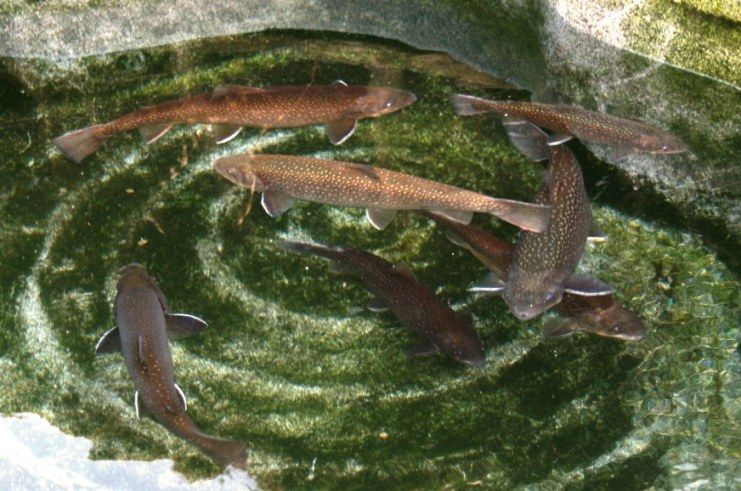 岩魚の飼育 690 水換え後のくつろいだ大岩魚達 翁日記 ヤマメ シュリンプ 岩魚の飼育 690 水換え後のくつろいだ大岩魚達 翁日記 ヤマメ シュリンプ