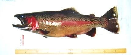 0cd5ec21-s.jpg