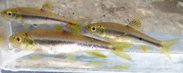 川魚の飼育 ００９ １１ 水槽飼育の稚魚はすべてオイカワと断定 翁日記 ヤマメ シュリンプ