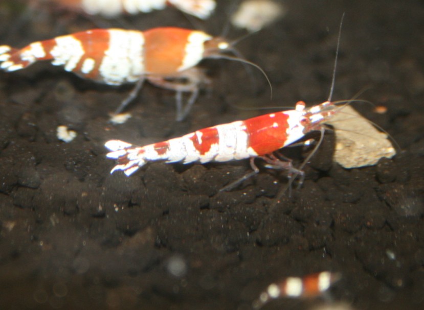 レッドビーシュリンプ ０１２ 元気な稚エビと大人のエビ その２ 翁日記 ヤマメ シュリンプ