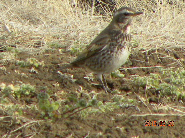 野鳥 横浜の住鳥 ハッカチョウ ツグミ セグロセキレイ ムクドリ 翁日記 ヤマメ シュリンプ 野鳥 横浜の住鳥 ハッカチョウ ツグミ セグロセキレイ ムクドリ 翁日記 ヤマメ シュリンプ