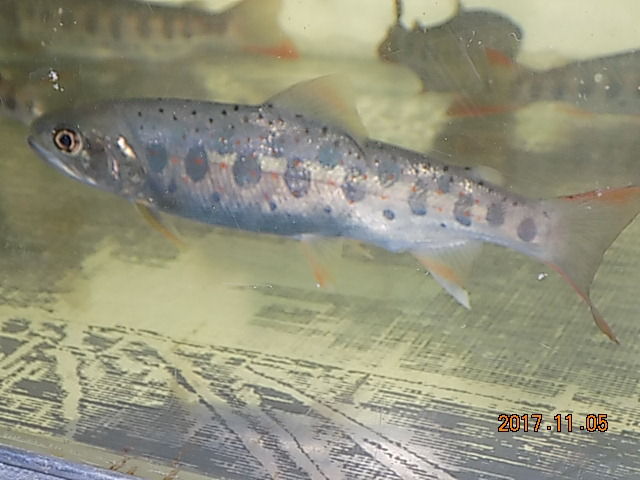 東海林さんのアマゴ２題 天然と養殖アマゴの成長 翁日記 ヤマメ シュリンプ