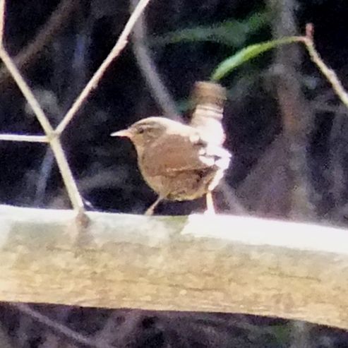 鳴き声 ミソサザイ