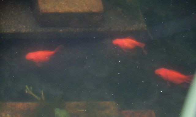 金魚順調に成長 翁日記 ヤマメ シュリンプ