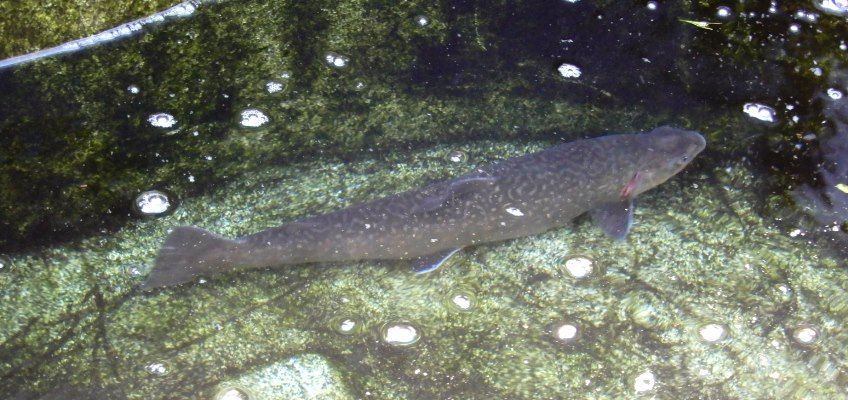 ヤマトイワナの飼育 水替え時のヤマトイワナの動画 翁日記 ヤマメ シュリンプ ヤマトイワナの飼育 水替え時のヤマトイワナの動画 翁日記 ヤマメ シュリンプ