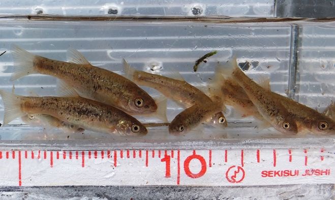 川魚 タカハヤ入手 翁日記 ヤマメ シュリンプ