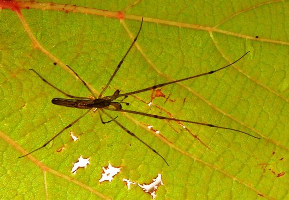 珍しい蜘蛛発見 ヤサガタアシナガグモ 翁日記 ヤマメ シュリンプ