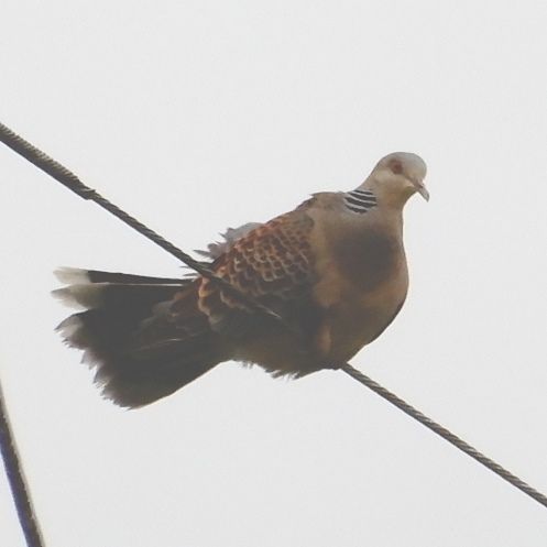 電線鳥図鑑 キジバト ヤマバト 翁日記 ヤマメ シュリンプ
