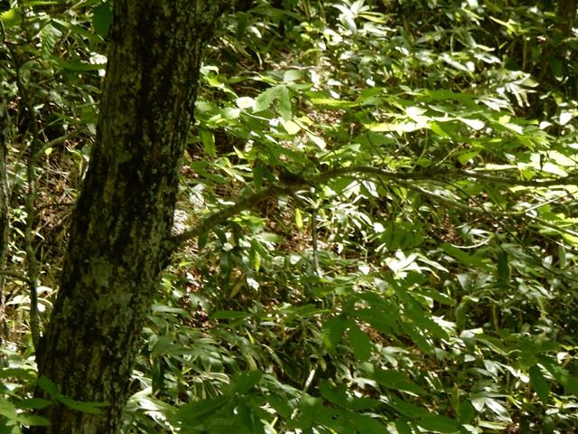 野鳥 綺麗な鳥が写っていた 名前は 教えてください 翁日記 ヤマメ シュリンプ