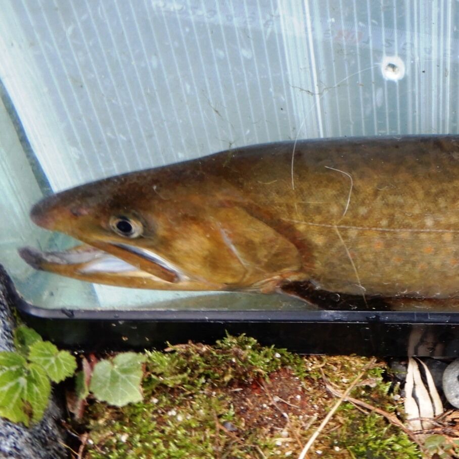 ヤマトイワナの池の水換え その２ 撮影会 翁日記 ヤマメ シュリンプ