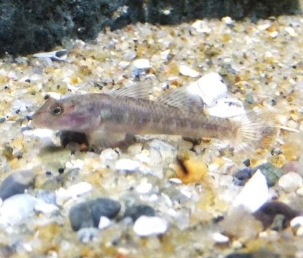 川魚の飼育 翁日記 ヤマメ シュリンプ 川魚の飼育 翁日記 ヤマメ シュリンプ