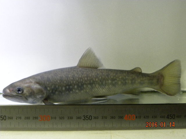 東海林さんの飼育魚 ヤマトイワナの撮影会 翁日記 ヤマメ シュリンプ