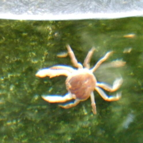 ヤマトイワナの池に サワガニが侵入 翁日記 ヤマメ シュリンプ