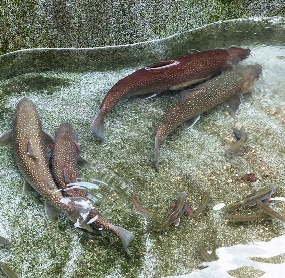 岩魚の飼育 738 後4匹 翁日記 ヤマメ シュリンプ 岩魚の飼育 738 後4匹 翁日記 ヤマメ シュリンプ