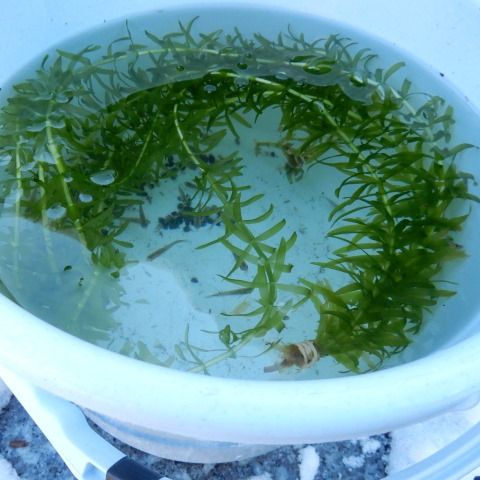 室内飼育の 川のメダカ と藻エビを庭の池に放流 翁日記 ヤマメ シュリンプ