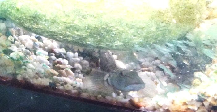 カワヨシノボリの飼育 ０１５ 体を動かして卵に水流を 翁日記 ヤマメ シュリンプ