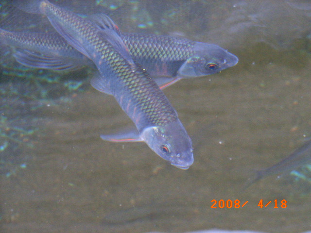 川魚 オイカワ１年の飼育 翁日記 ヤマメ シュリンプ
