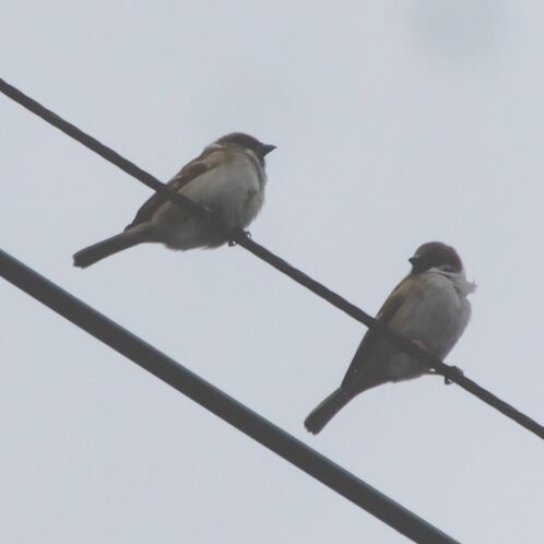 電線鳥博物館にスズメがずらり 庭で餌を撒き出したからね 翁日記 ヤマメ シュリンプ