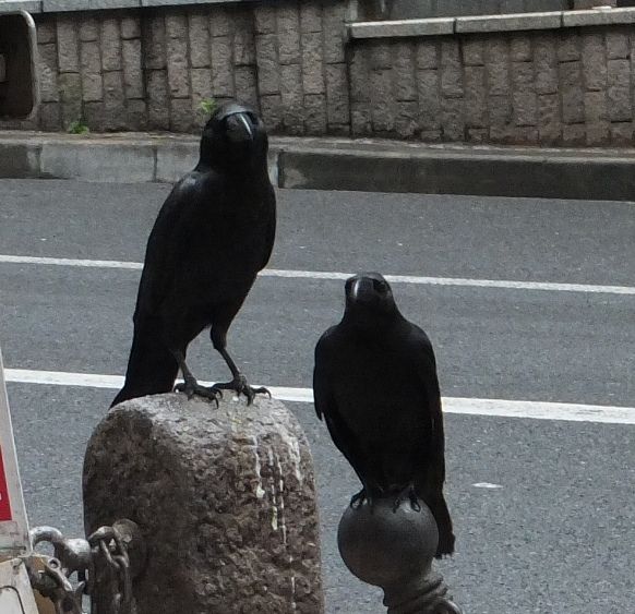 都会の王者 カラス軍団 翁日記 ヤマメ シュリンプ 都会の王者 カラス軍団 翁日記 ヤマメ シュリンプ