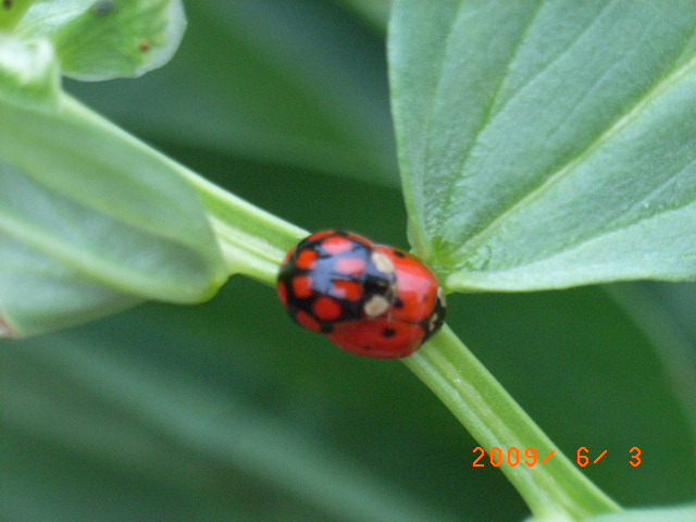 空豆の防人 てんとう虫 翁日記 ヤマメ シュリンプ