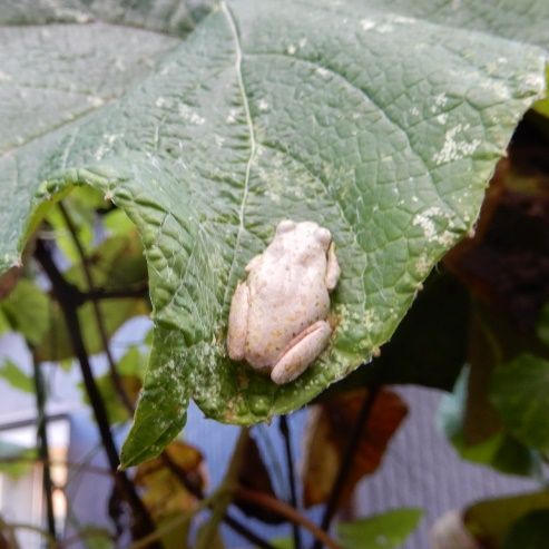 冬眠近し ブドウの枯葉の上のアマガエル 翁日記 ヤマメ シュリンプ