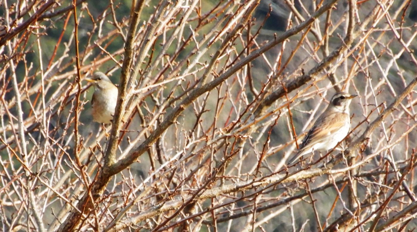 散歩中の野鳥たち キジ ツグミ アオサギ 翁日記 ヤマメ シュリンプ 散歩中の野鳥たち キジ ツグミ アオサギ 翁日記 ヤマメ シュリンプ