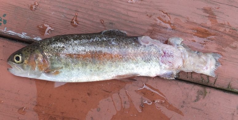 ニジマスの飼育 ０２３ ニジマスの池が襲われる 翁日記 ヤマメ シュリンプ