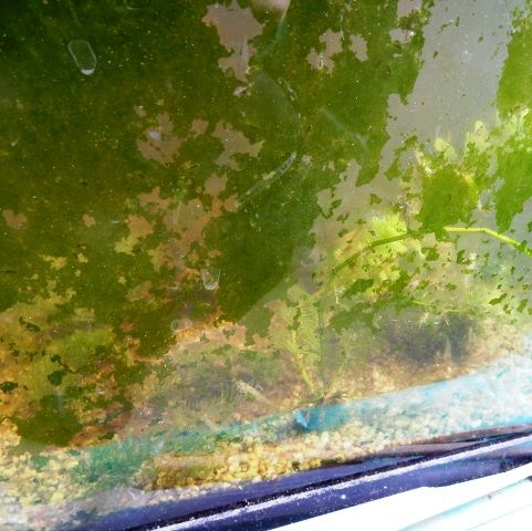 ミズムシとエビの食欲 水槽壁面の藻が食い尽くされる 翁日記 ヤマメ シュリンプ