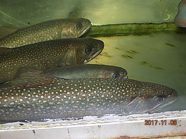 東海林さんの飼育魚 エゾイワナ ヤマトイワナ ニッコウイワナ アマゴ 翁日記 ヤマメ シュリンプ 東海林さんの飼育魚 エゾイワナ ヤマトイワナ ニッコウイワナ アマゴ 翁日記 ヤマメ シュリンプ