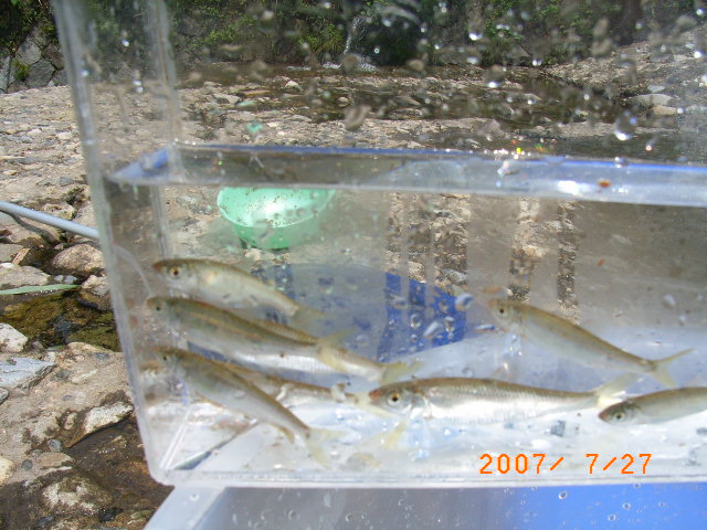 川魚の捕獲 オイカワ カワムツ 翁日記 ヤマメ シュリンプ