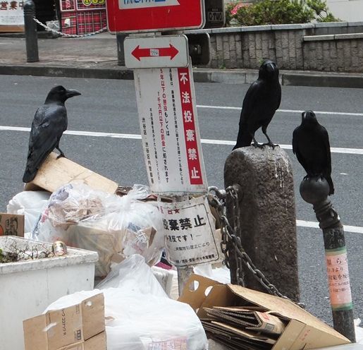 都会の王者 カラス軍団 翁日記 ヤマメ シュリンプ 都会の王者 カラス軍団 翁日記 ヤマメ シュリンプ