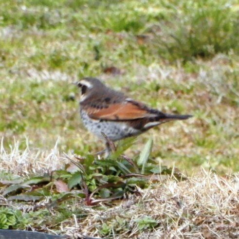 散歩中の野鳥たち キジ ツグミ アオサギ 翁日記 ヤマメ シュリンプ 散歩中の野鳥たち キジ ツグミ アオサギ 翁日記 ヤマメ シュリンプ