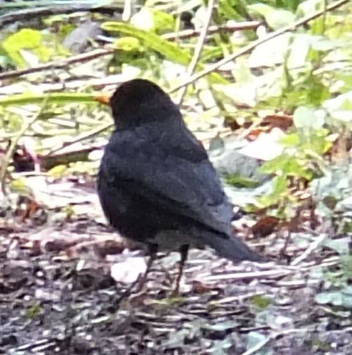 野鳥 クロウタドリみたい 翁日記 ヤマメ シュリンプ 野鳥 クロウタドリみたい 翁日記 ヤマメ シュリンプ