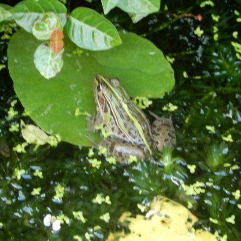 動物 翁日記 ヤマメ シュリンプ 動物 翁日記 ヤマメ シュリンプ