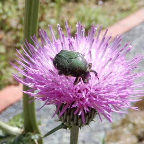 庭の昆虫 カナブン現る カナブン益虫 似たコガネムシ害虫 翁日記 ヤマメ シュリンプ 庭の昆虫 カナブン現る カナブン益虫 似たコガネムシ害虫 翁日記 ヤマメ シュリンプ