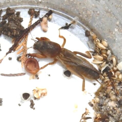 ケラ捕獲 翁日記 ヤマメ シュリンプ